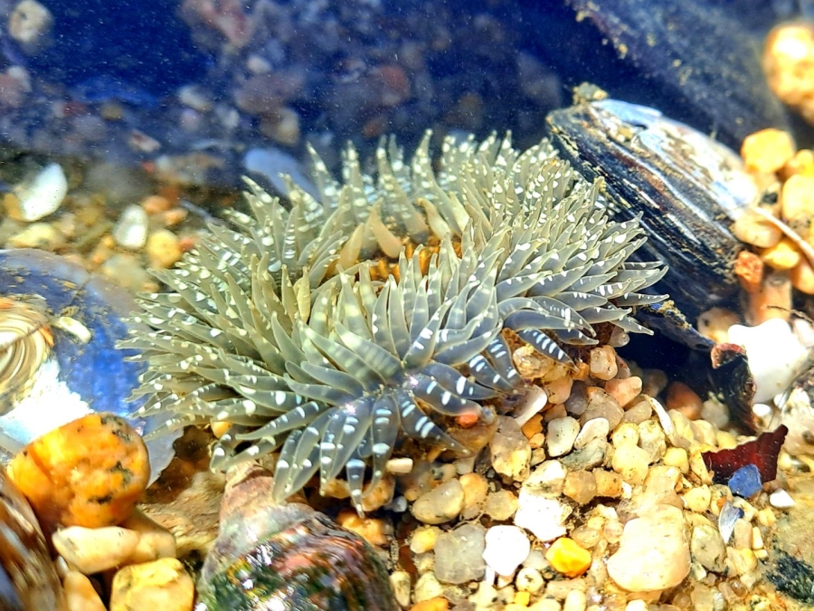 Commercial Property for Sale in St Helena Views Western Cape